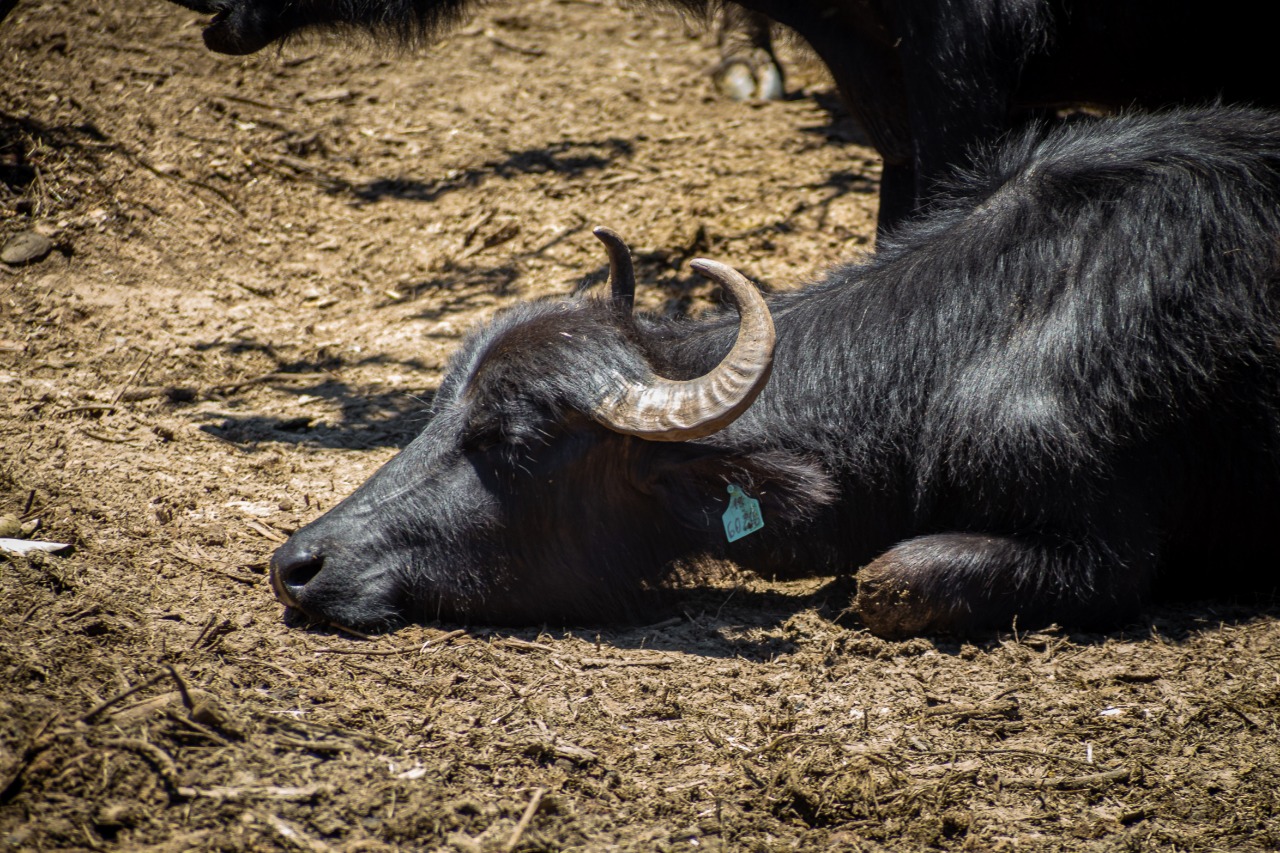 Buffalos starved in worst animal cruelty case in recent Brazilian memory
