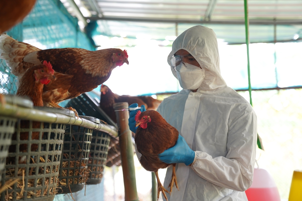 Brasil está livre da gripe aviária, constatam testes