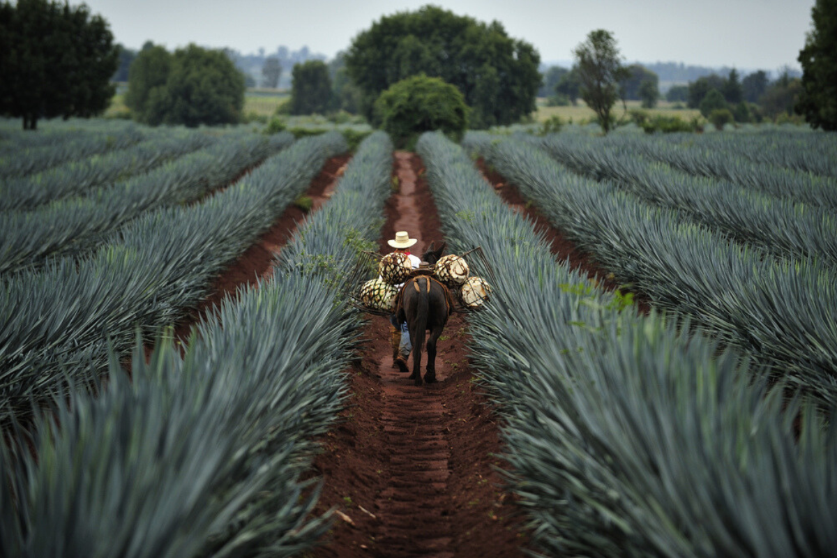 La productividad perjudica el crecimiento del empleo en América Latina, dice la OIT