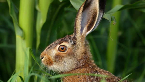 farmers The European hare is an invasive species in Brazil, causing agricultural havoc wherever it spreads. Photo: Leo Bucher / Shutterstock