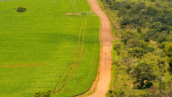 China can put pressure on Brazil's lax Cerrado protections